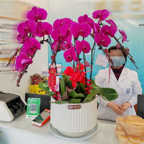 6株红色蝴蝶兰,万事如意(实拍照)