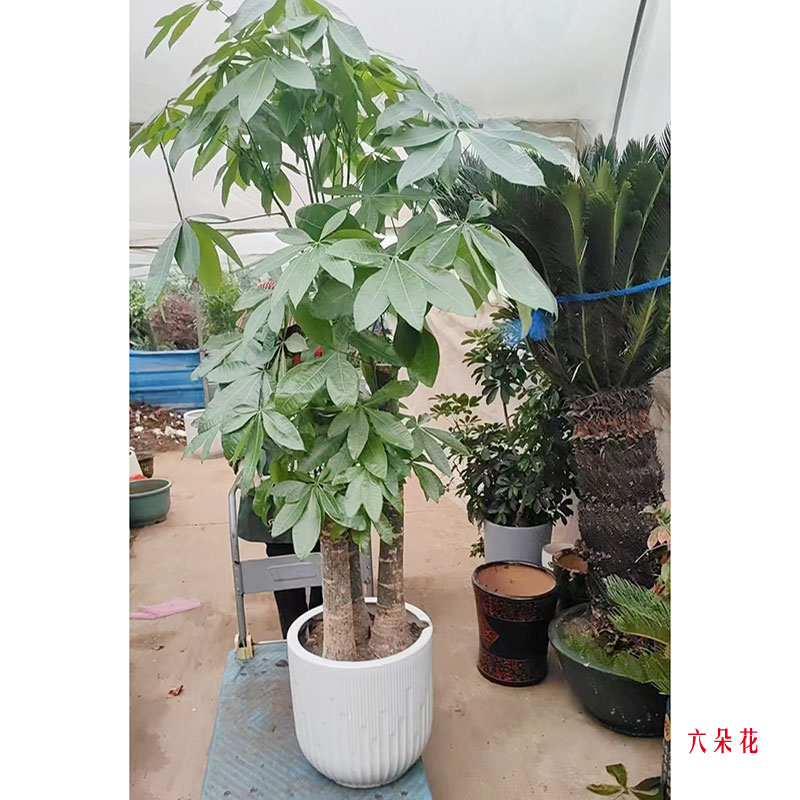 平安顺利/发财树(实拍照)