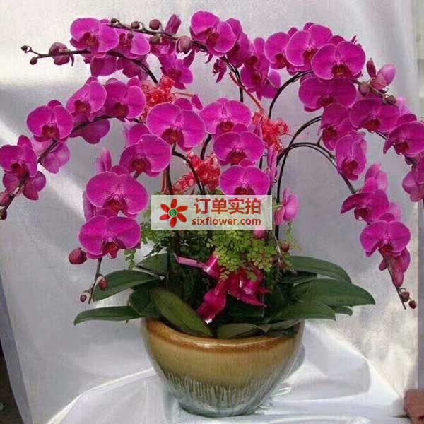 送郑州市中原区中原路西三环湖光苑43…的鲜花实拍图