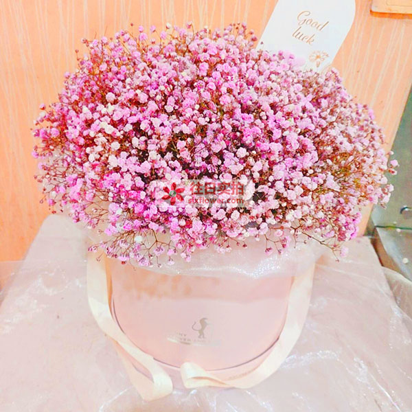 送衡水市枣强县帝景城小区27号楼2单…的鲜花实拍图