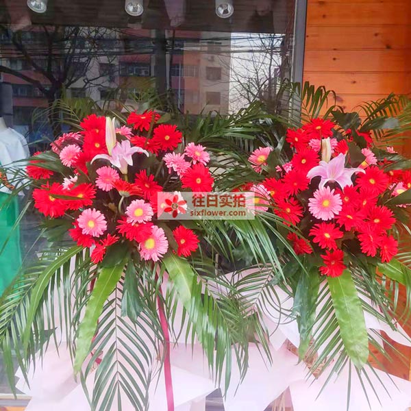 送周口市淮阳区朝祖大道与龙华路交叉口的鲜花实拍图