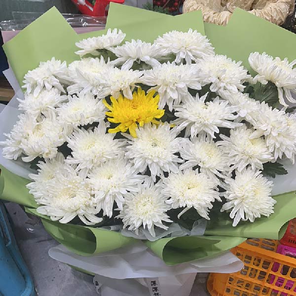 27朵白菊花1朵黄菊花,永远怀念(实拍照)