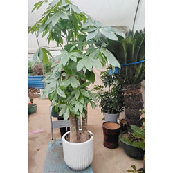 �γ�ͤ�������¶�·���������ͻ�ʵ��(ƽ��˳��/������)