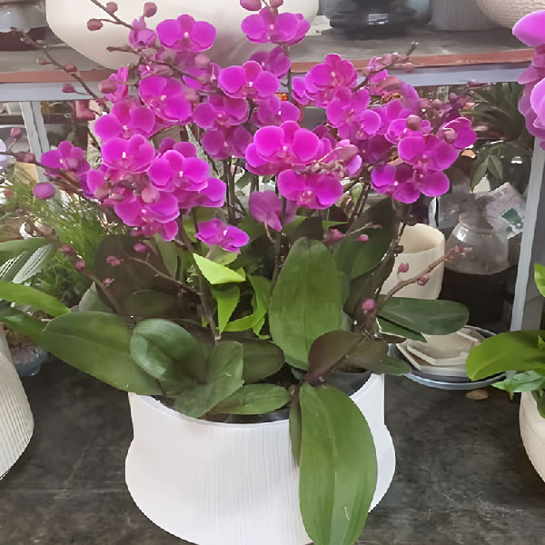 送浙江嘉兴市海盐县长宁路与富民东路交叉口东140米金昌香湖印月的鲜花实拍图