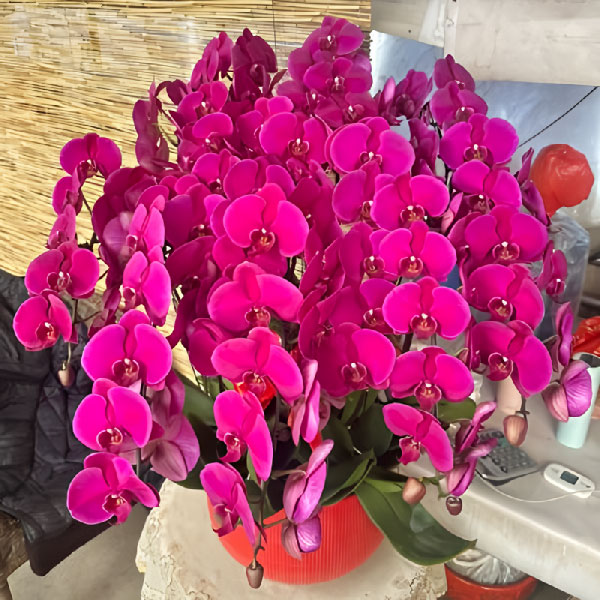 送太原万柏林区千峰南路69号煤气化大王小区的鲜花实拍图