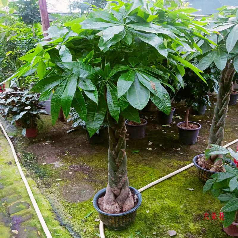 ෢ɫ裬·ʵգ